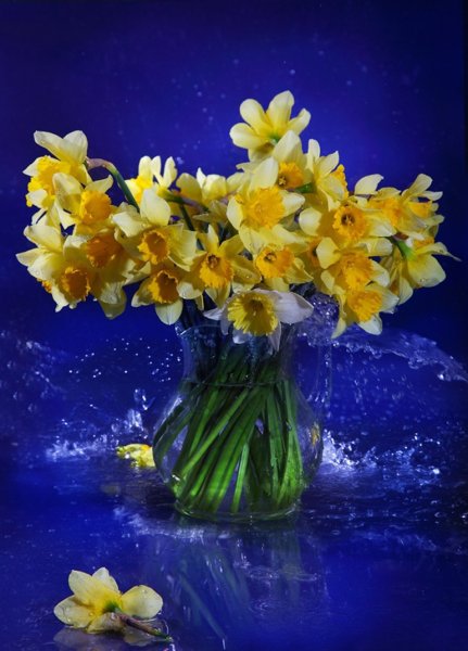 Нарциссы на синем фоне