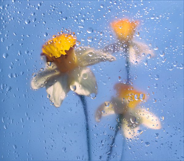 Цветы за мокрым стеклом