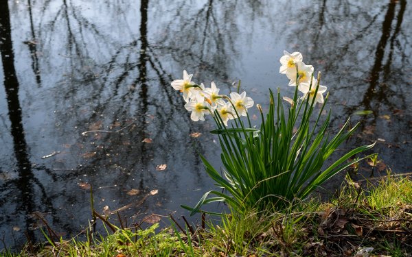 Дикие нарциссы