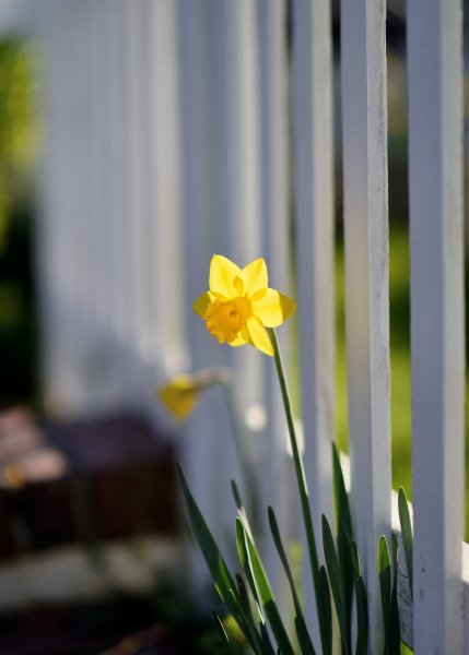 Забор нарциссы