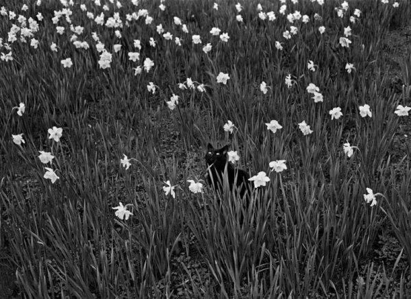 Поле с черными цветами