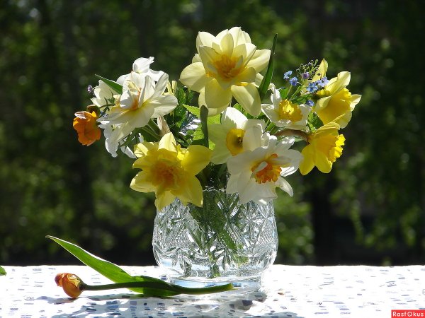 Нарциссы в вазе