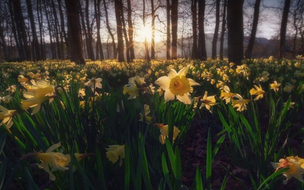 Луга нарциссов Англии