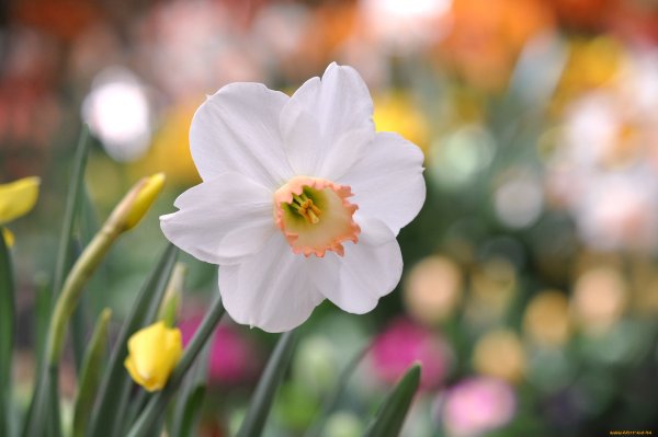 Нарцисс макро