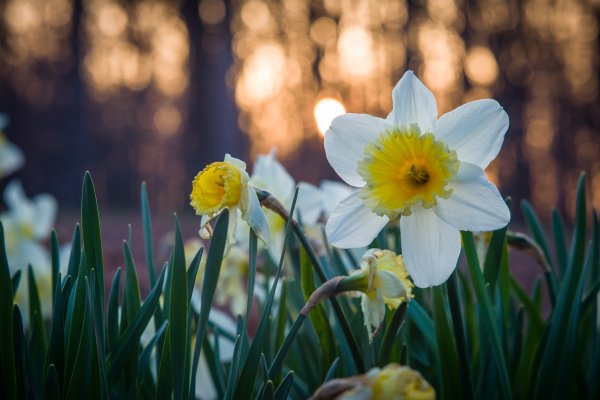 Нарцисс цветок белый