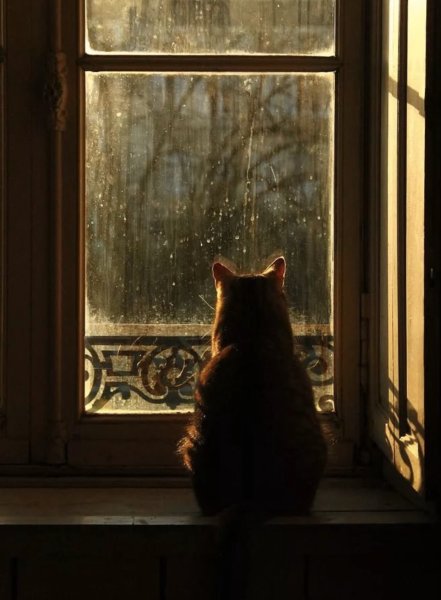 Одинокий кот