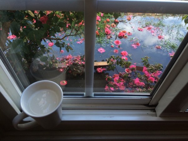 Солнце в окне