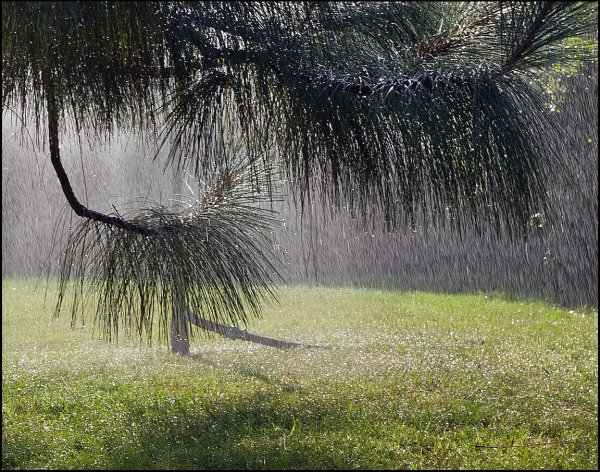 Дерево дождь