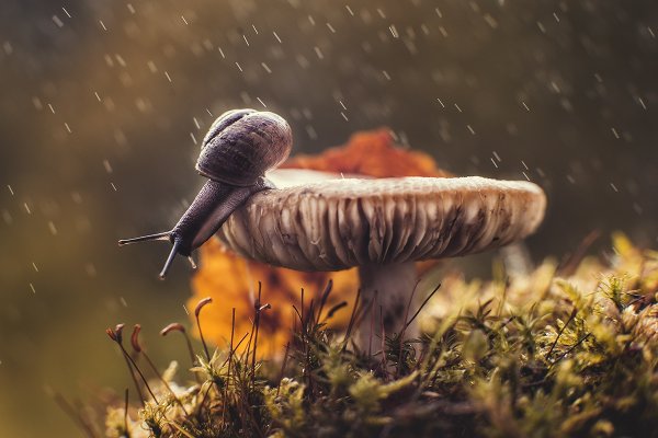 Летний грибной дождь