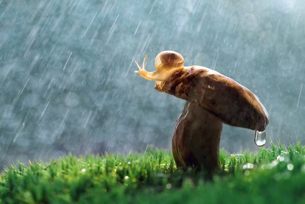 Летний грибной дождь