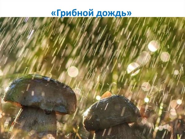 Летний грибной дождь