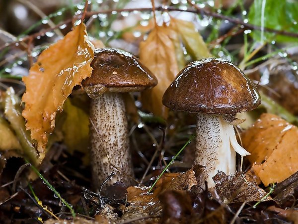 Осенний гриб под дождем