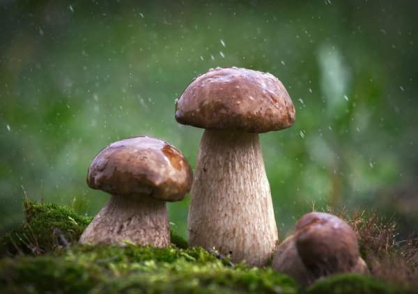 Грибной дождь