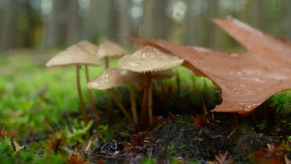 Грибной дождь