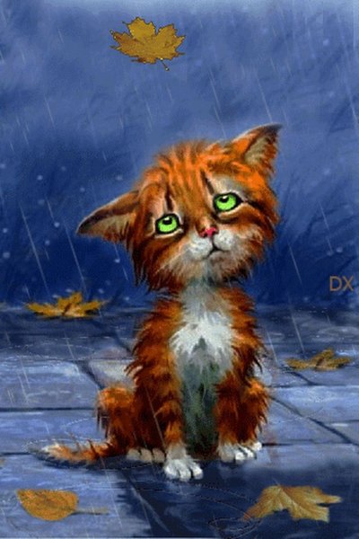 Рыжий котенок под дождем