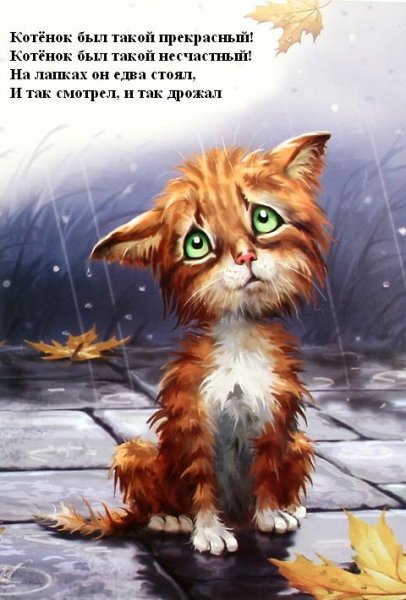 Мокрый котенок под дождем