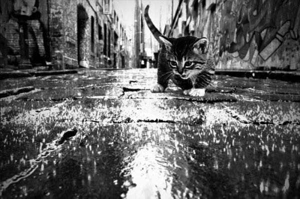 Кот на улице под дождём