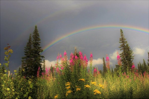 Радуга над лесом