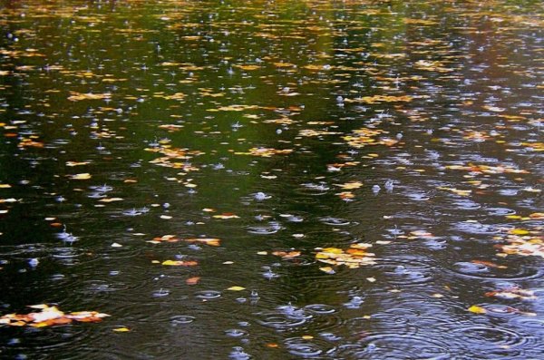 Моросящий осенний дождь