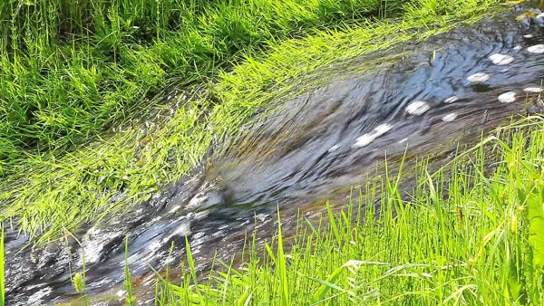 Черная вода