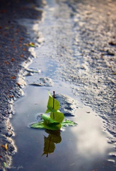 Весенние кораблики