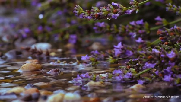 Синемаграфия цветы