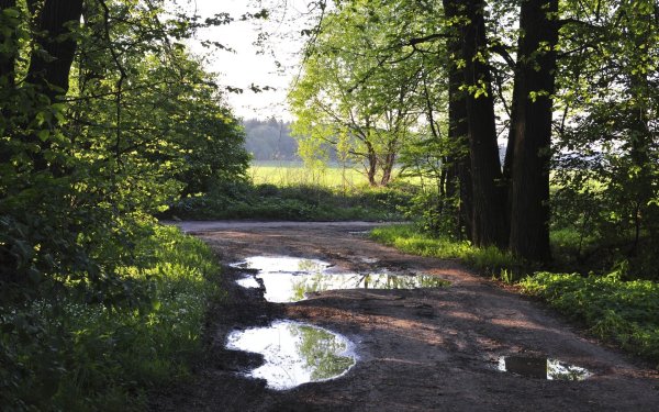 Лес после дождя