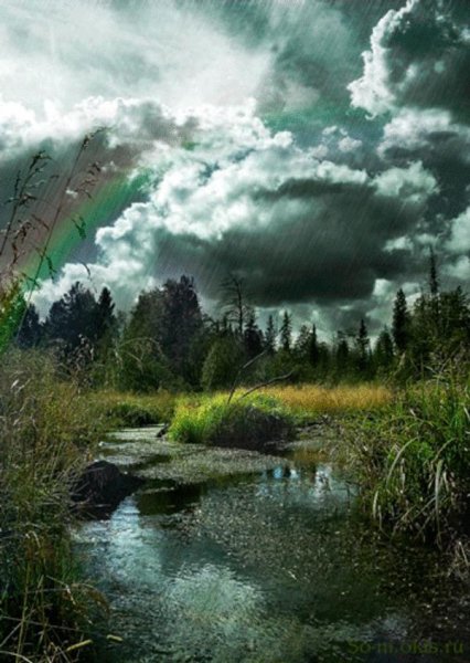 Дождь на болоте