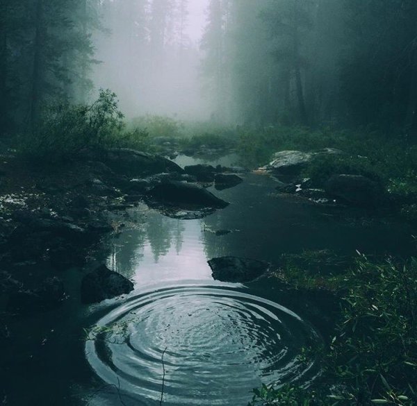 Эстетика болота