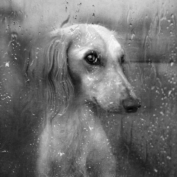 Собака грустит под дождем