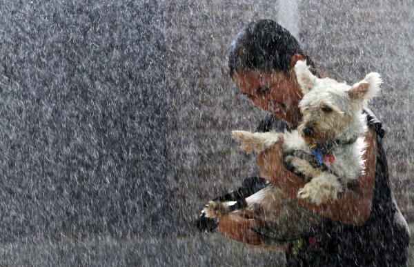 Собака дождь