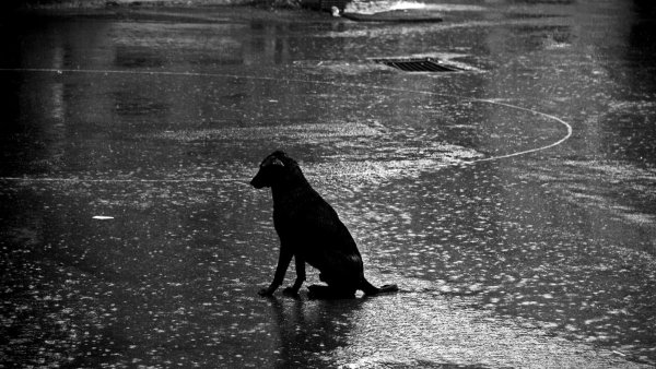 Бездомный щенок чёрный