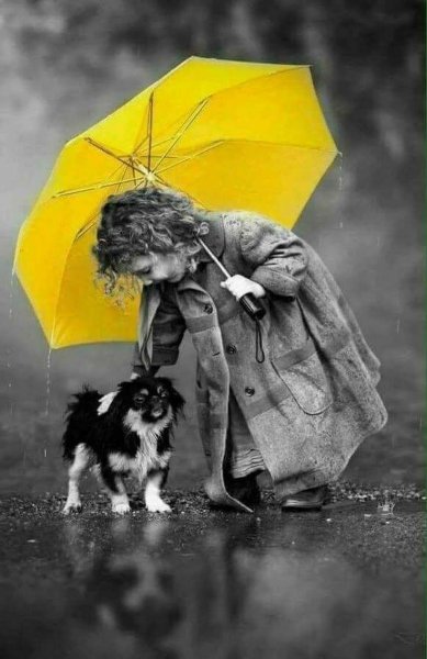 Собака под зонтом
