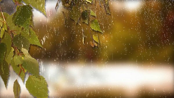 Футаж осенний дождь