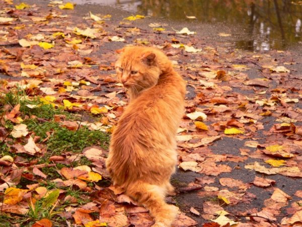 Рыжий кот в осенних листьях