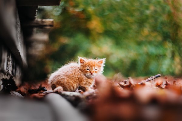 Рыжий котенок на улице