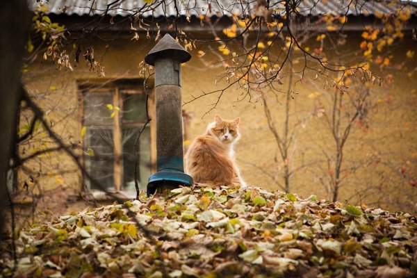 Осенние котики в деревне