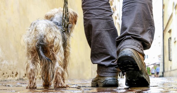 Человек в дождь гуляет с собакой