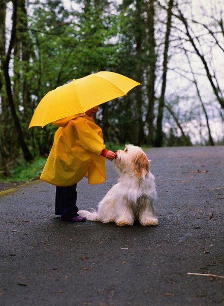 Собака под зонтом