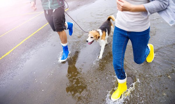 Прогулка с собакой в дождь
