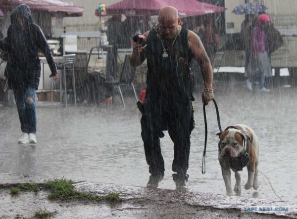 Прогулка с собакой под дождем
