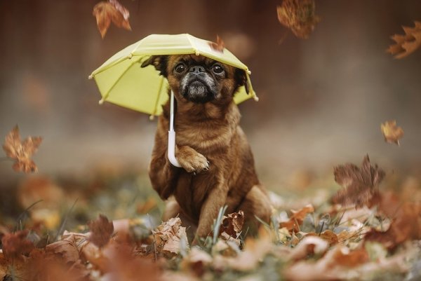 Зонтик для собак