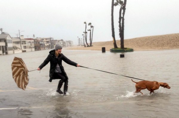 Смешные собаки на прогулке