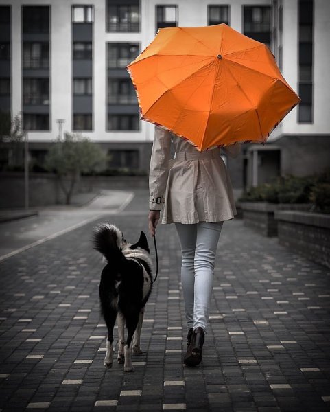 Люди с собаками в городе