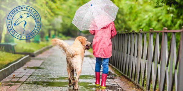 Гулять с собакой в дождь