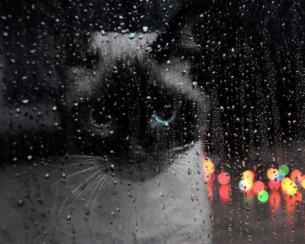 Кот под дождем