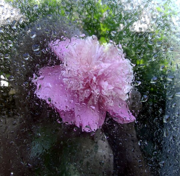 Спасибо дождь