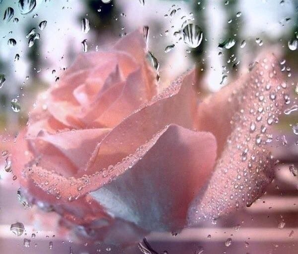 Открытка "с нежностью!"