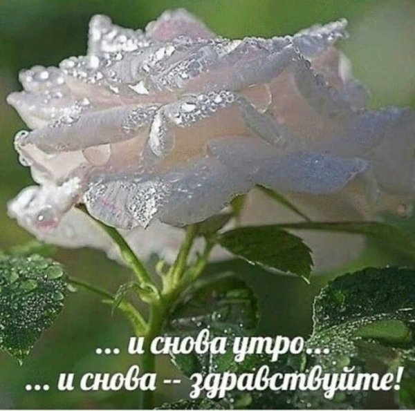 И снова утро и снова Здравствуй