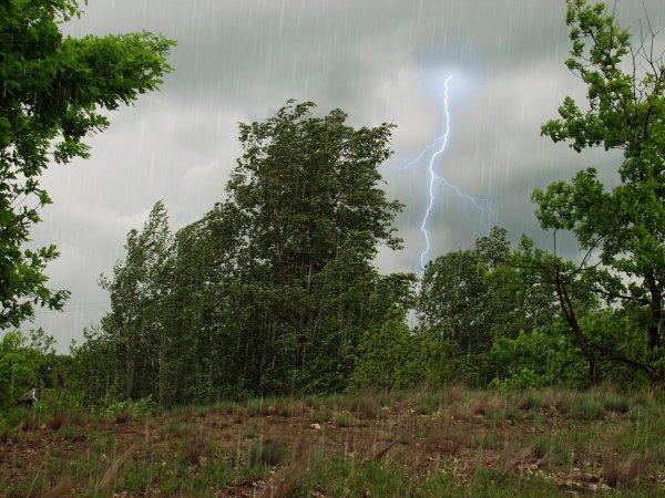 Березы в грозу